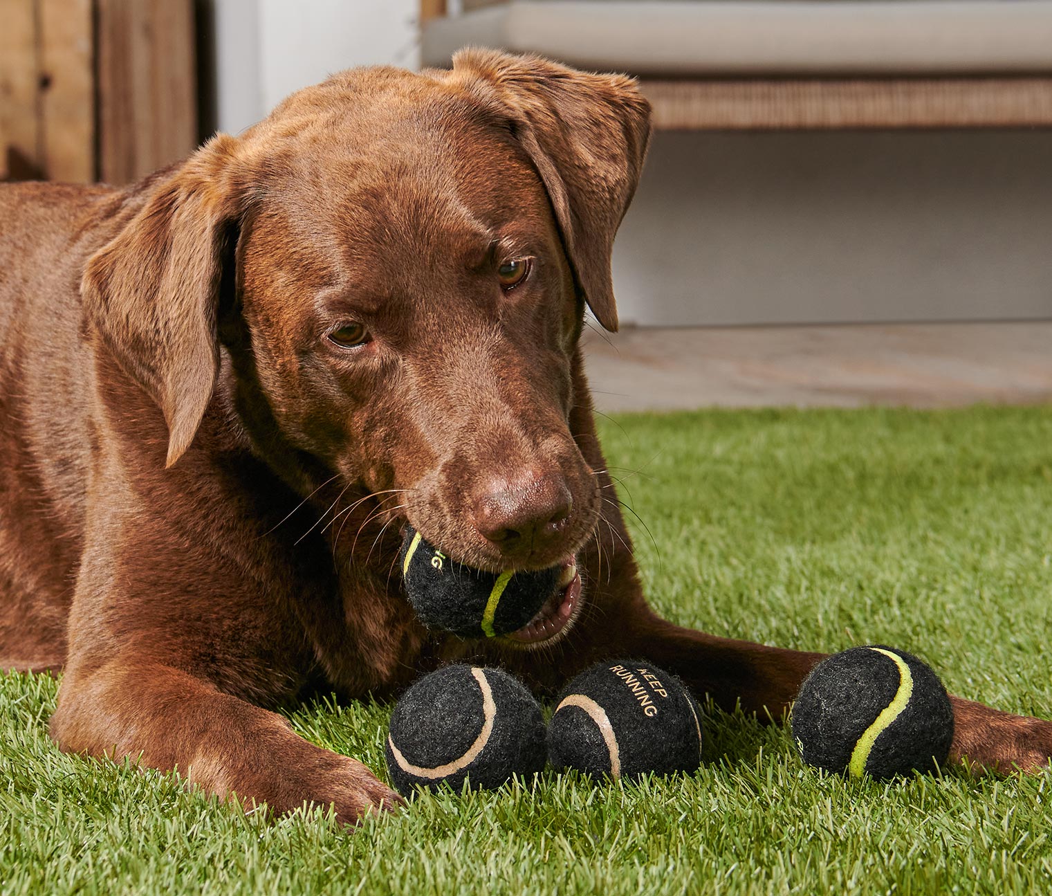 4 Hunde-Spielzeugbälle